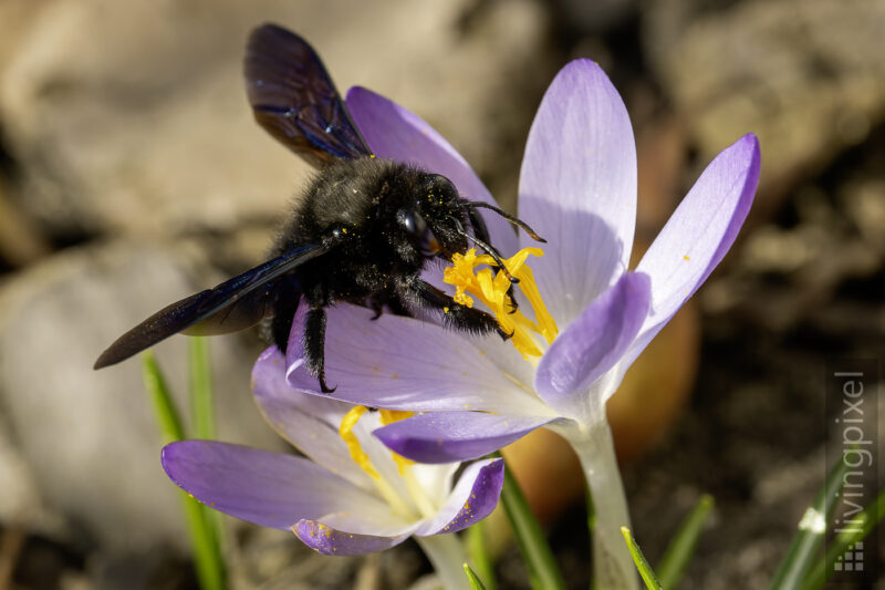 Große Holzbiene (Violet carpenter bee)