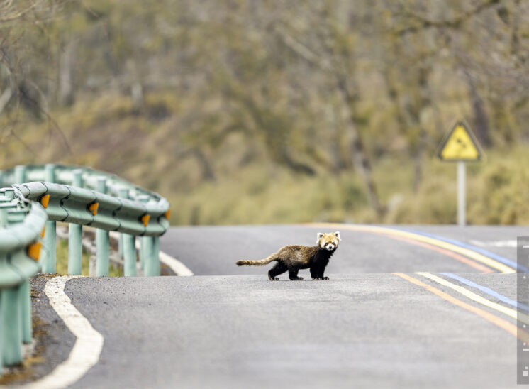 Roter Panda (Red Panda)