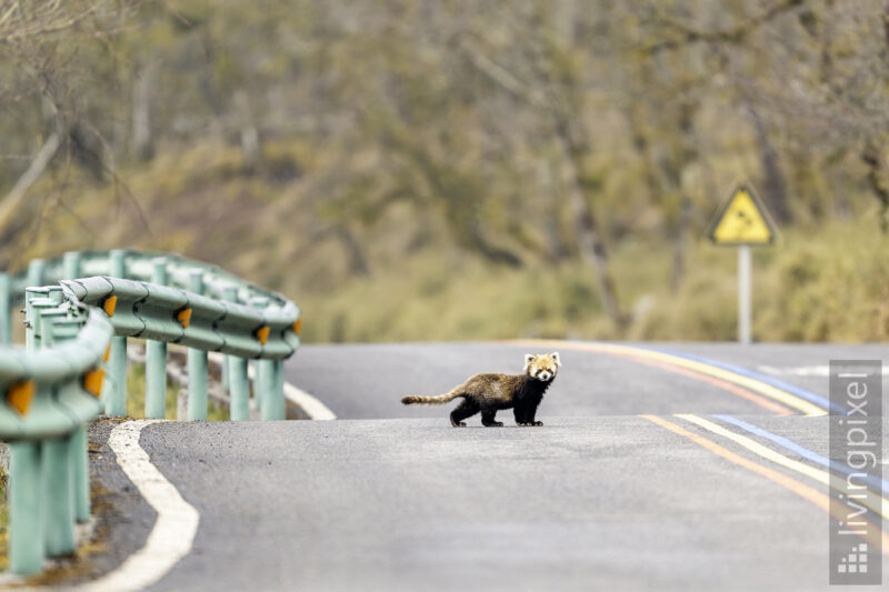 Roter Panda (Red Panda)