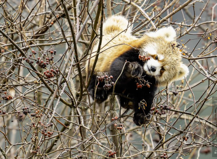 Roter Panda (Red Panda)