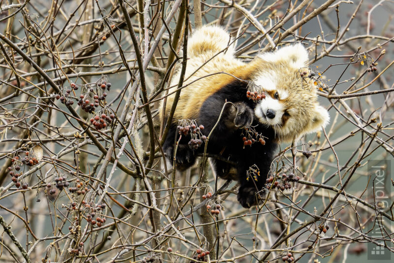 Roter Panda (Red Panda)