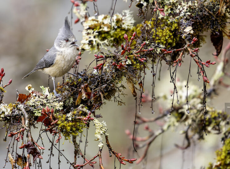 Grauhaubenmeise (Grauhaubenmeise)