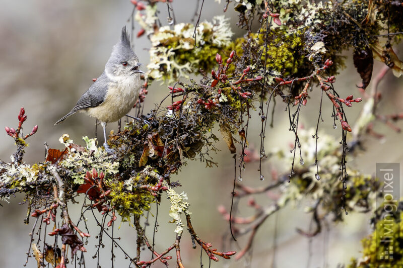 Grauhaubenmeise (Grauhaubenmeise)