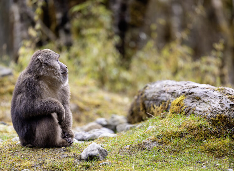 Tibetmakak (Tibetan macaque)