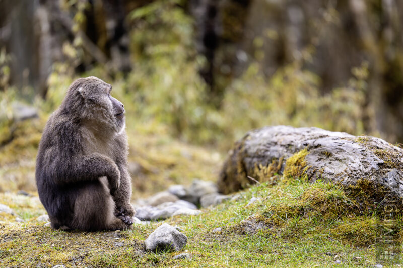 Tibetmakak (Tibetan macaque)