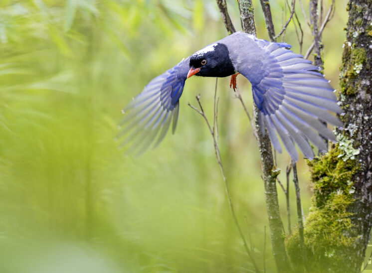 Rotschnabelkitta (Red-billed blue magpie)