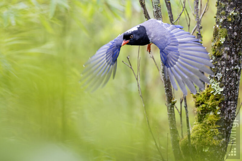 Rotschnabelkitta (Red-billed blue magpie)