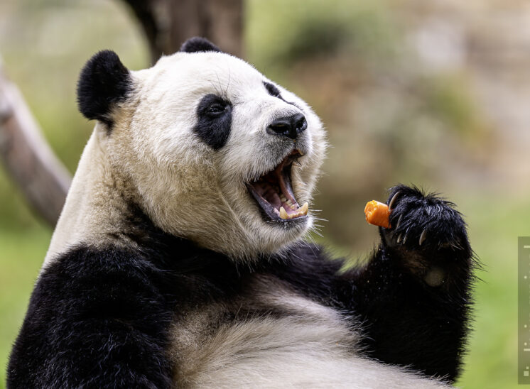 Großer Panda (Giant panda)