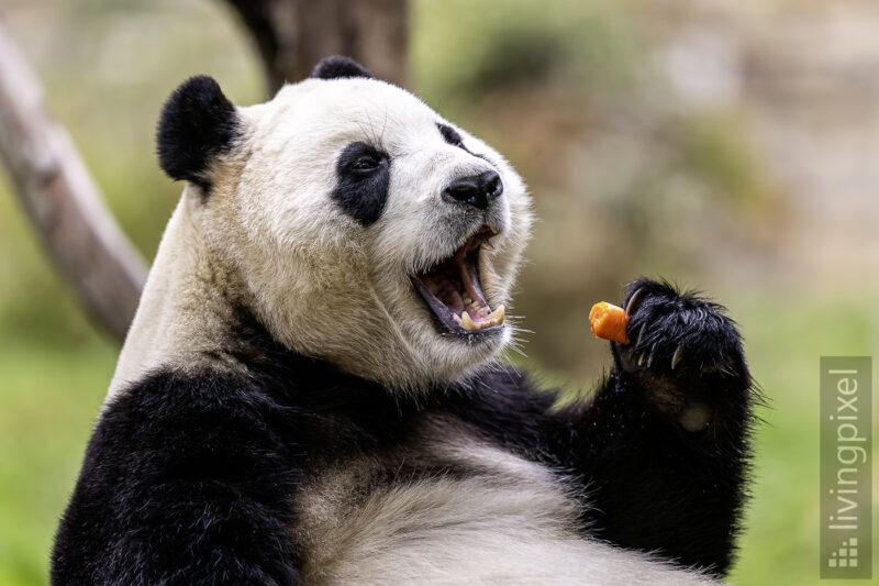 Großer Panda (Giant panda)