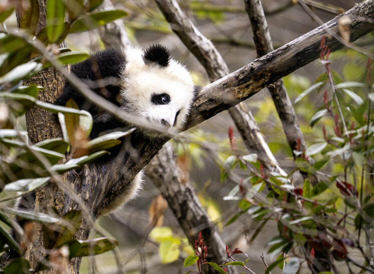 Großer Panda (Giant panda)