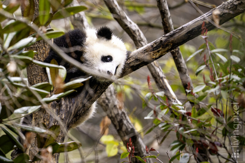 Großer Panda (Giant panda)