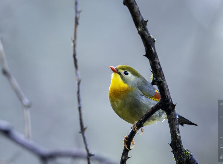 Rotschnabel-Sonnenvogel (Red-billed leiothrix)