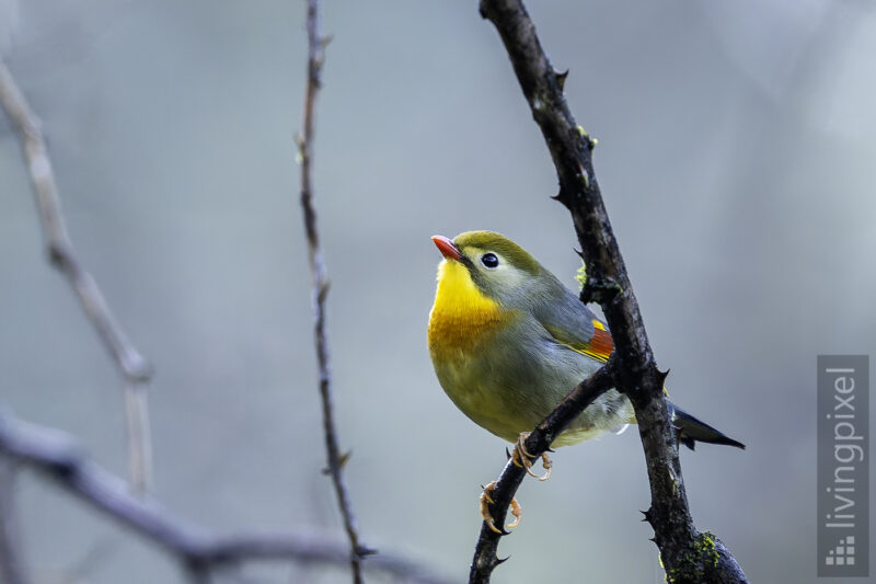 Rotschnabel-Sonnenvogel (Red-billed leiothrix)
