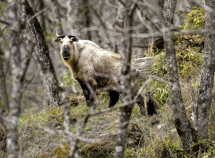 Sichuan-Takin (Sichuan takin)