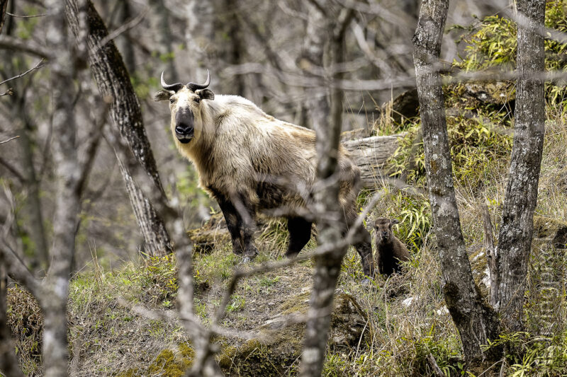 Sichuan-Takin (Sichuan takin)