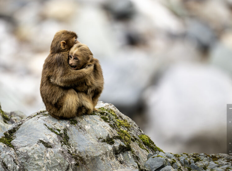 Tibetmakak (Tibetan macaque)