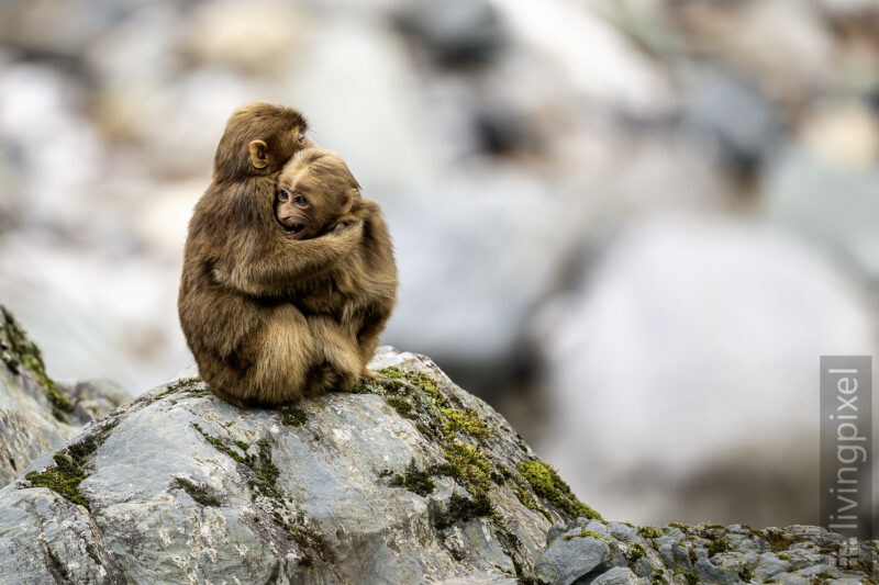 Tibetmakak (Tibetan macaque)