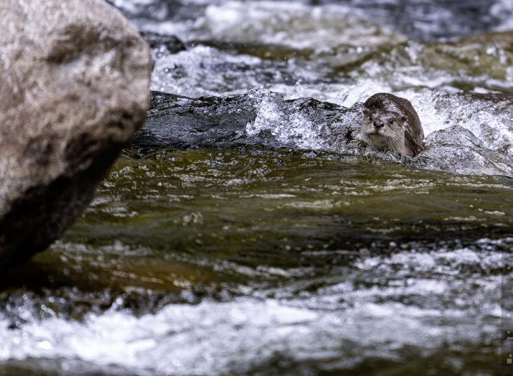 Fischotter (Eurasian otter)