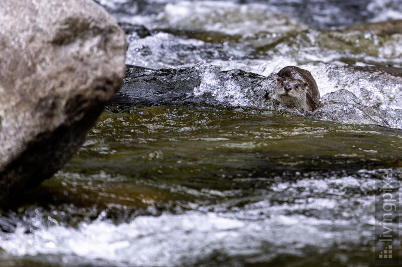 Fischotter (Eurasian otter)