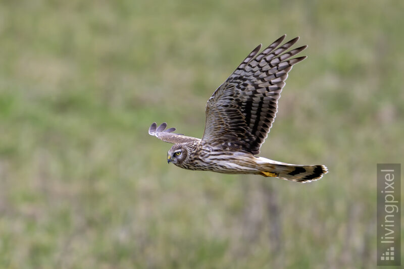 Kornweihe (Hen harrier)
