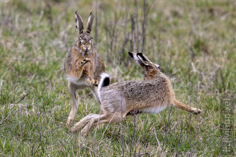Feldhase (European hare)