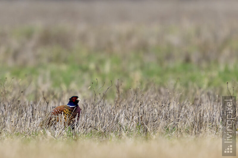Fasan (Common pheasant)