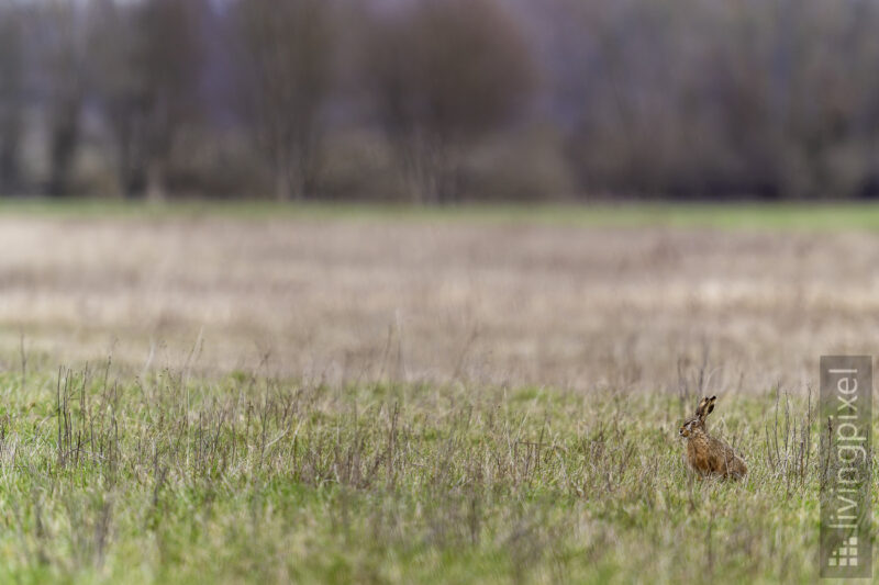 Feldhase (European hare)
