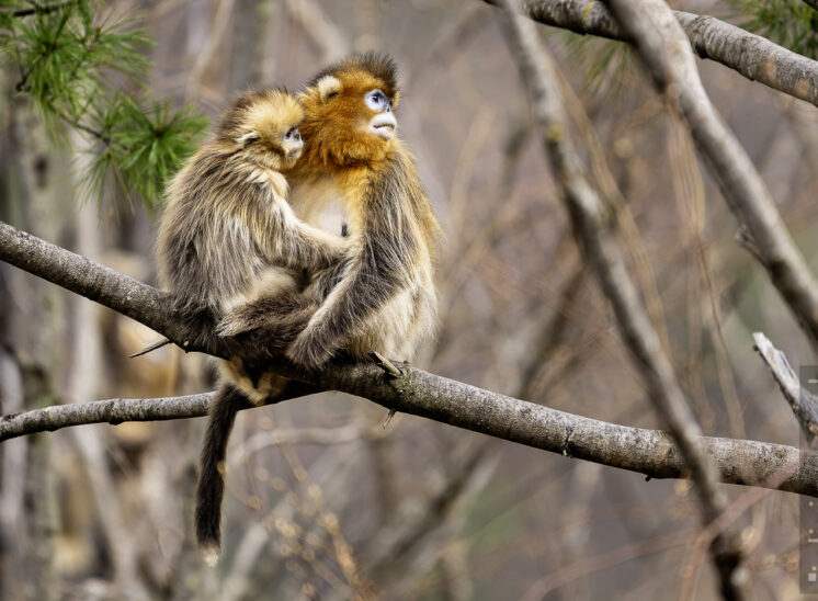 Goldstumpfnase (Golden snub-nosed monkey)
