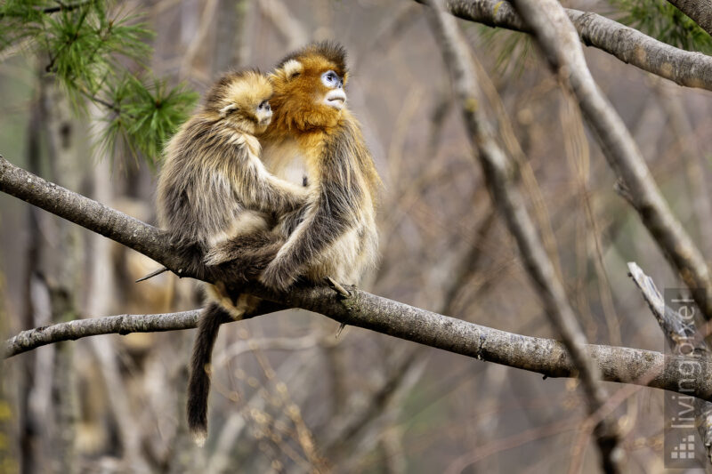 Goldstumpfnase (Golden snub-nosed monkey)