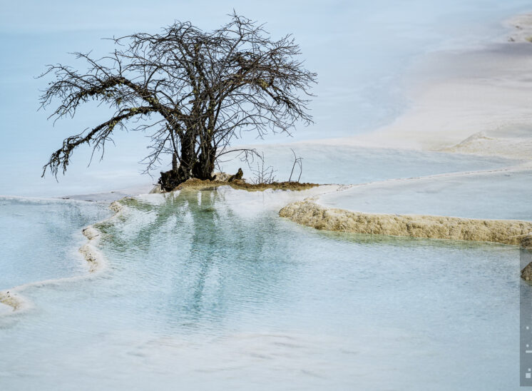 Baum in den Terrassen