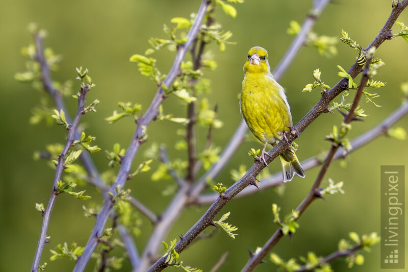 Grünfink (European greenfinch)