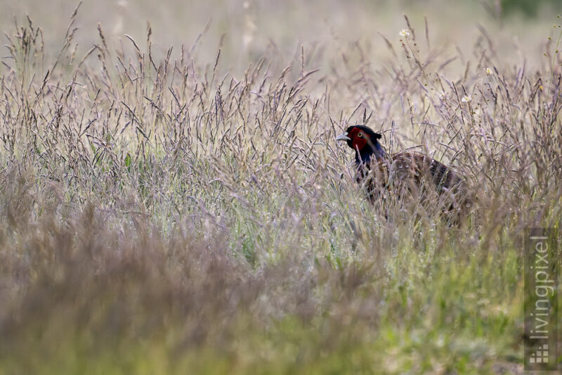 Fasan (Common pheasant)