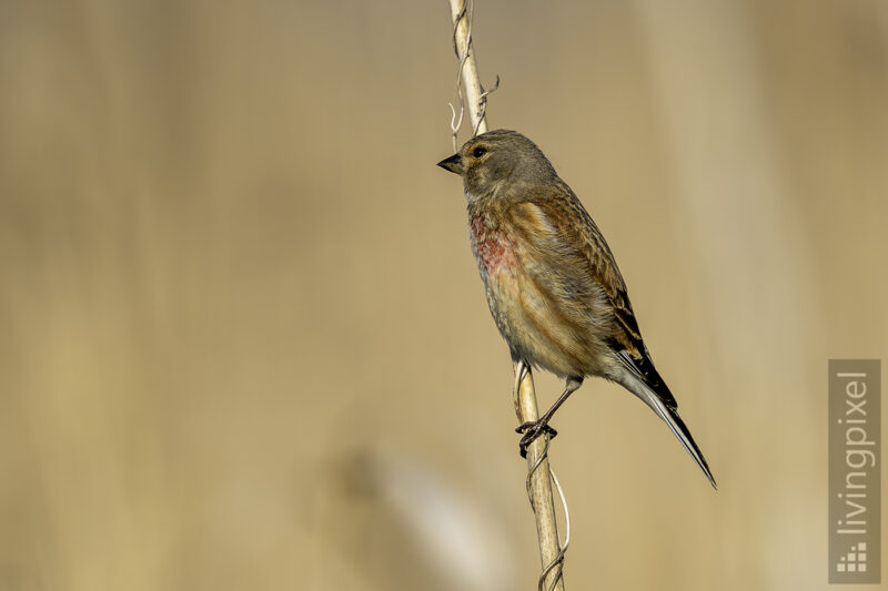 Bluthänfling (Common linnet)