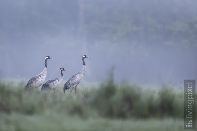Kranich (Common crane)