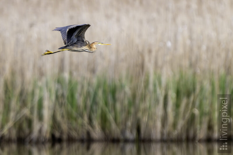 Purpurreiher (Purple heron)
