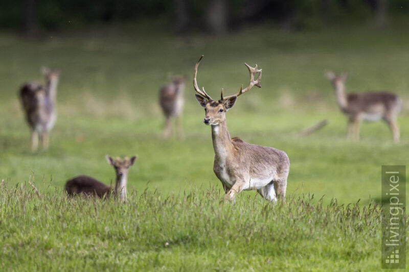 Damhirsch (European fallow deer)