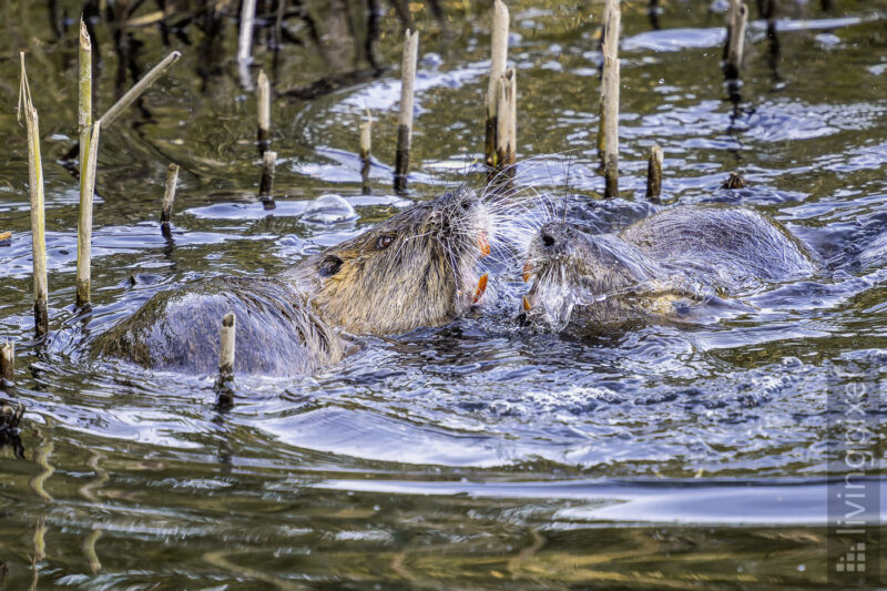 Bisamratte (Muskrat)