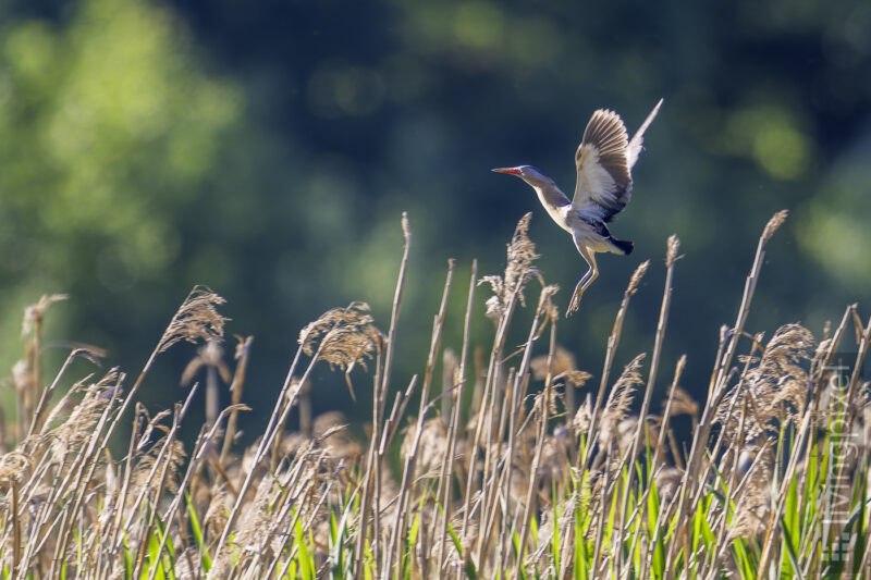 Zwergdommel (Little bittern)
