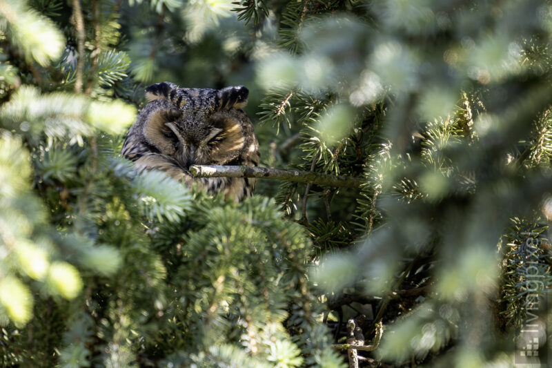 Waldohreule (Long-eared owl)
