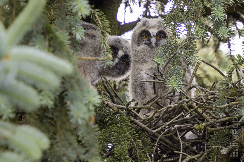 Waldohreule (Long-eared owl)