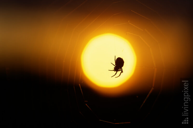 Kreuzspinne (Araneus)