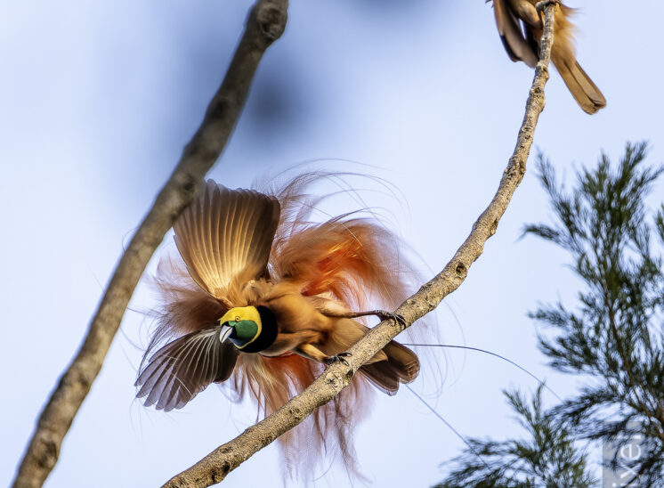 Raggiparadiesvogel (Raggiana bird-of-paradise)