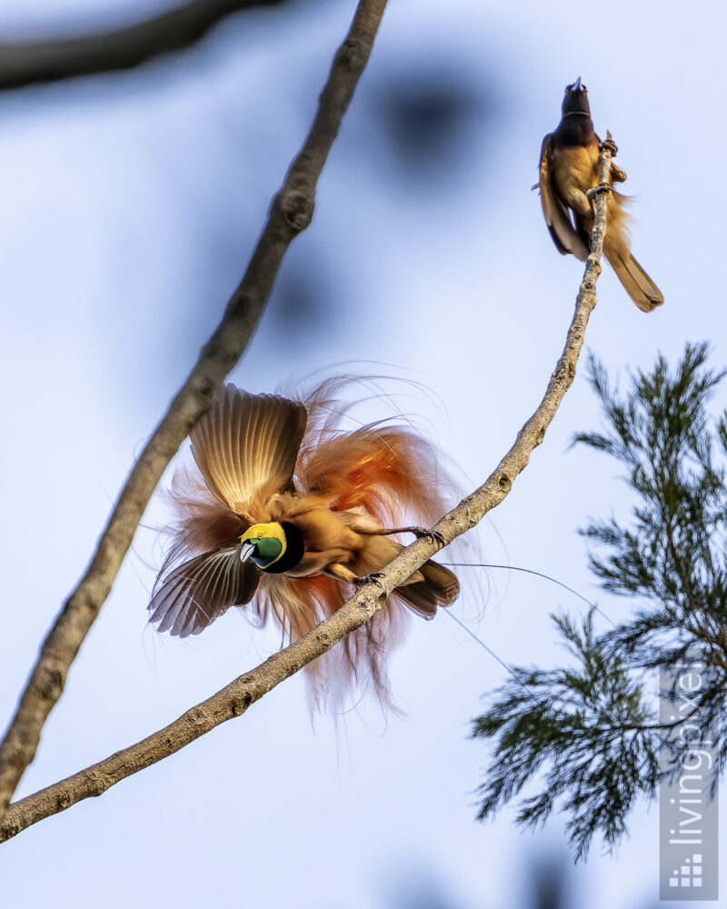 Raggiparadiesvogel (Raggiana bird-of-paradise)