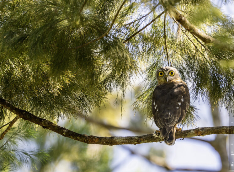 Papua-Habichtskauz (Papuan hawk-owl)