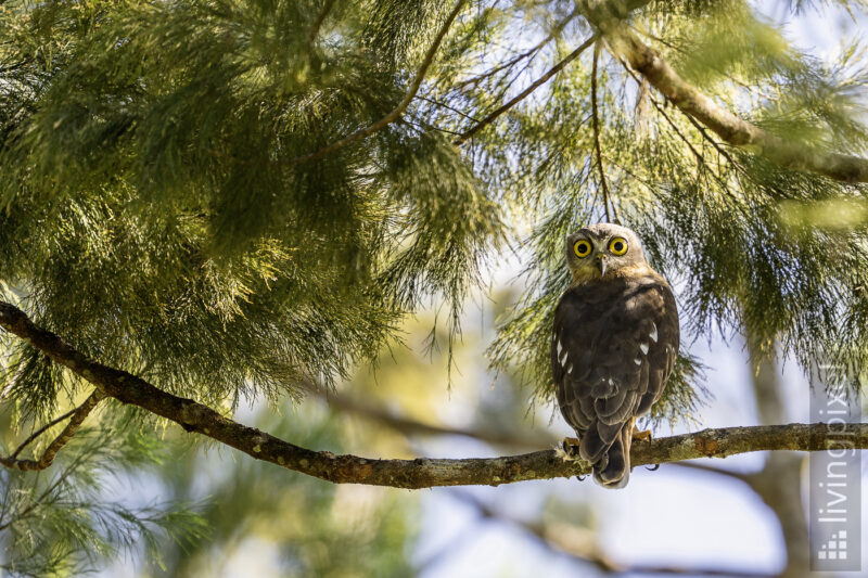 Papua-Habichtskauz (Papuan hawk-owl)