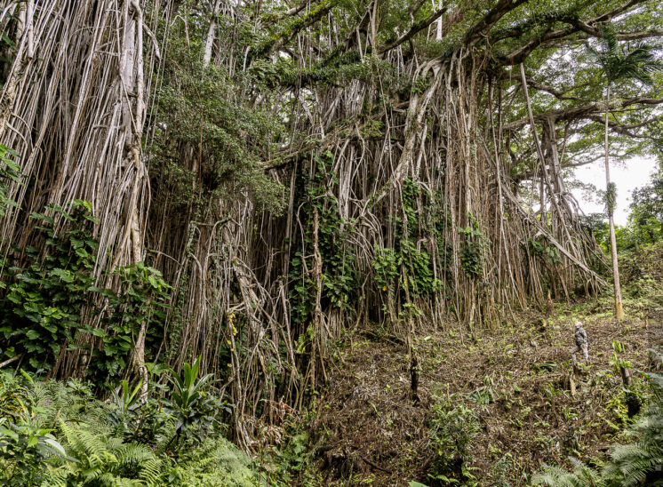 Banyan-Feige (Banyan tree)