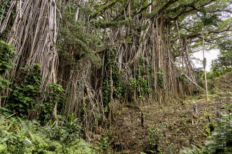 Banyan-Feige (Banyan tree)
