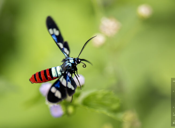 Euchromia creusa (Tiger moth or WaspMoth)