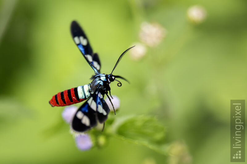 Euchromia creusa (Tiger moth or WaspMoth)