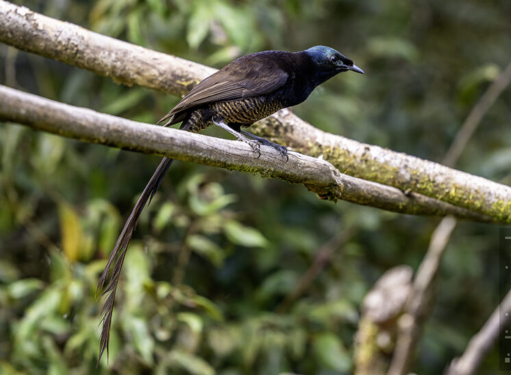 Schmalschwanz-Paradieselster (Ribbon-tailed astrapia)